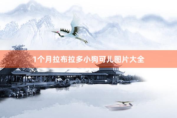 1个月拉布拉多小狗可儿图片大全